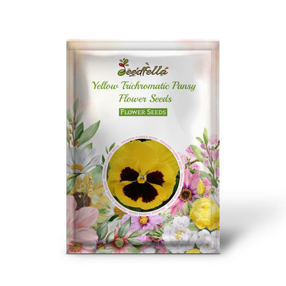 Yellow Tricolor Pansy Flower Seeds for Easy Planting