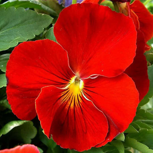 Red Pansy Flower Seeds