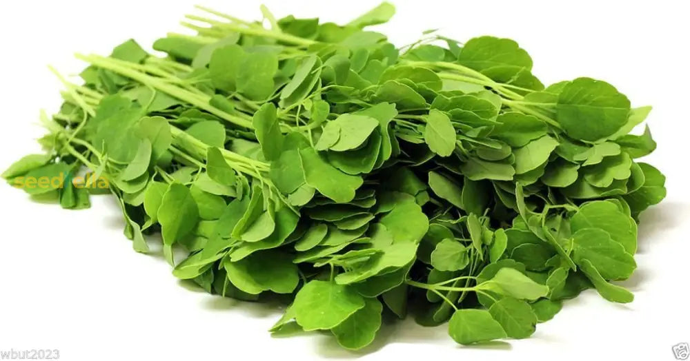 Papalo Porophyllum Ruderale Herb Seeds For Spring And Summer Planting heirloom non-gmo organic garden seeds