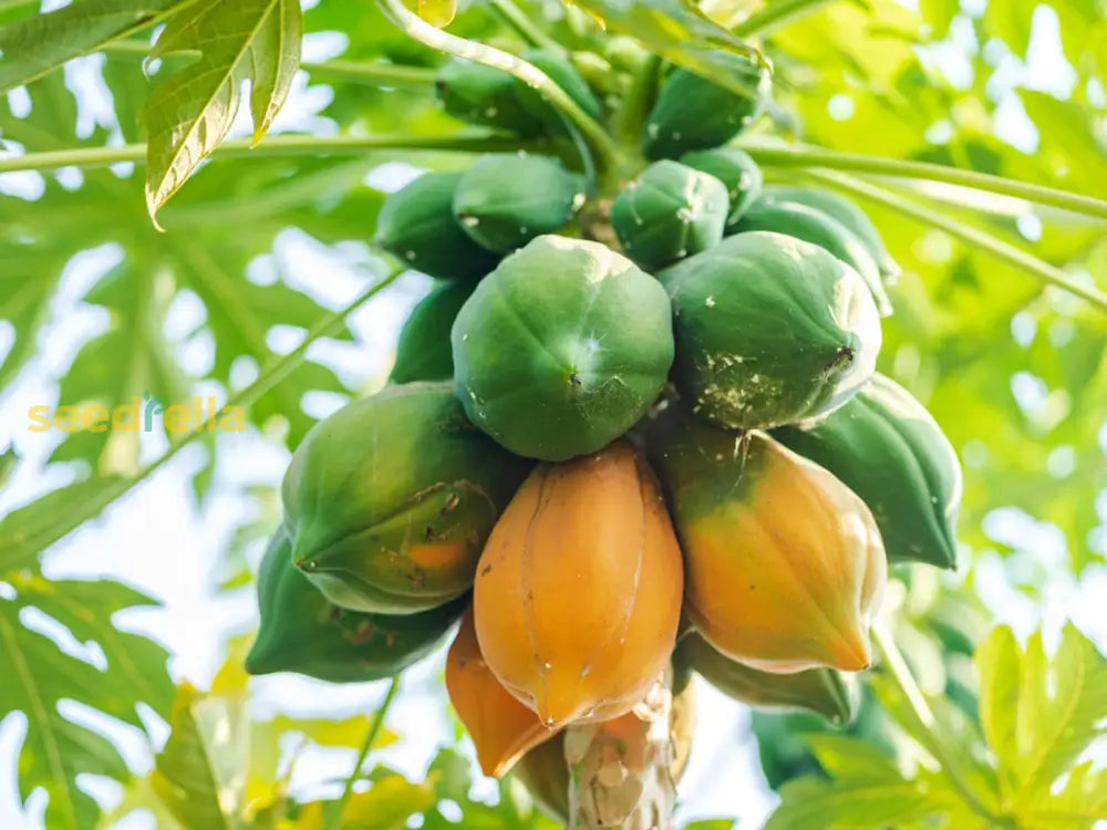 organic papaya seeds for planting Orange Papaya Seeds For Planting Grow Your Own Fruit Organic Garden Seeds – Pure Asia Seeds