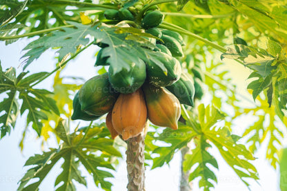 Transform Your Garden with Papaya Seeds for Vibrant Yellow-Green Growth