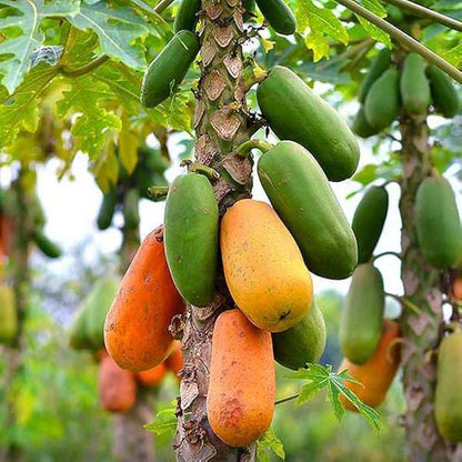 Papaya Carica Papaya Fruit Seeds For Planting heirloom non-gmo organic garden seeds