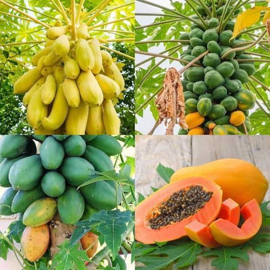 Transform Your Garden With Papaya Seeds For Vibrant Yellow Green Growth heirloom non-gmo organic garden seeds