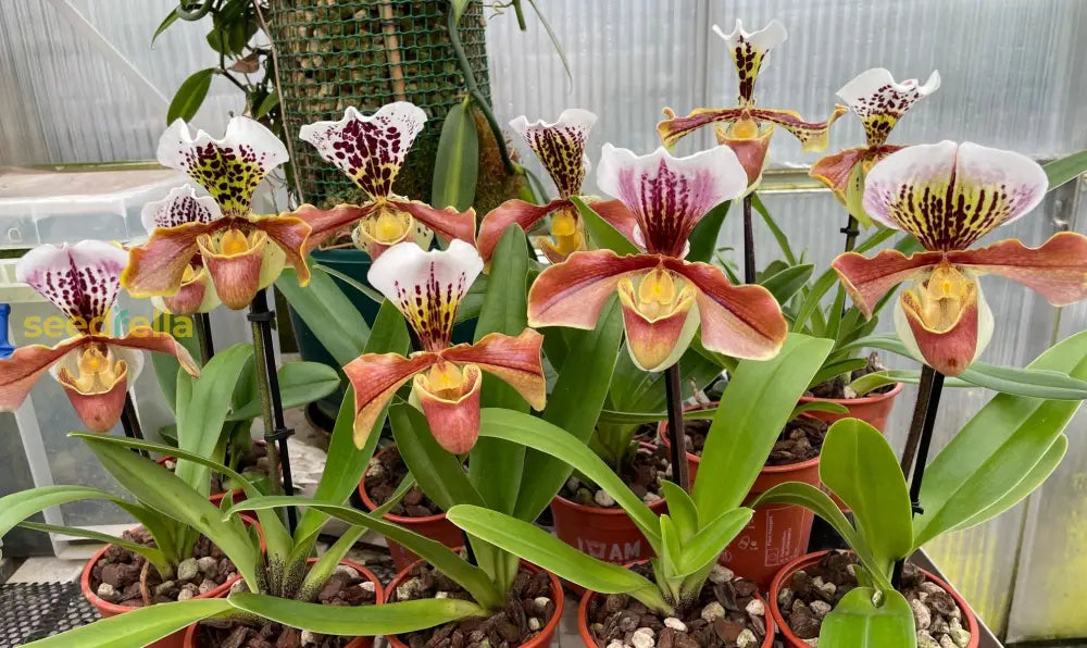 Orange Paphiopedilum Planting Seeds Perfect For Indoor & Shaded Gardens heirloom non-gmo organic garden seeds