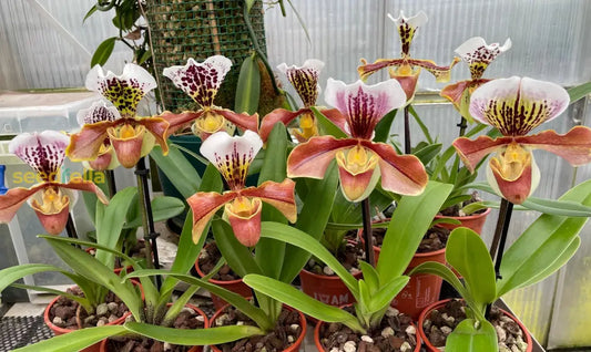 Orange Paphiopedilum Planting Seeds Perfect For Indoor & Shaded Gardens heirloom non-gmo organic garden seeds
