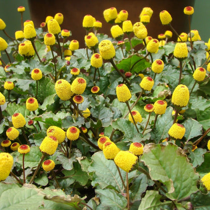 Paracress Herb Seeds