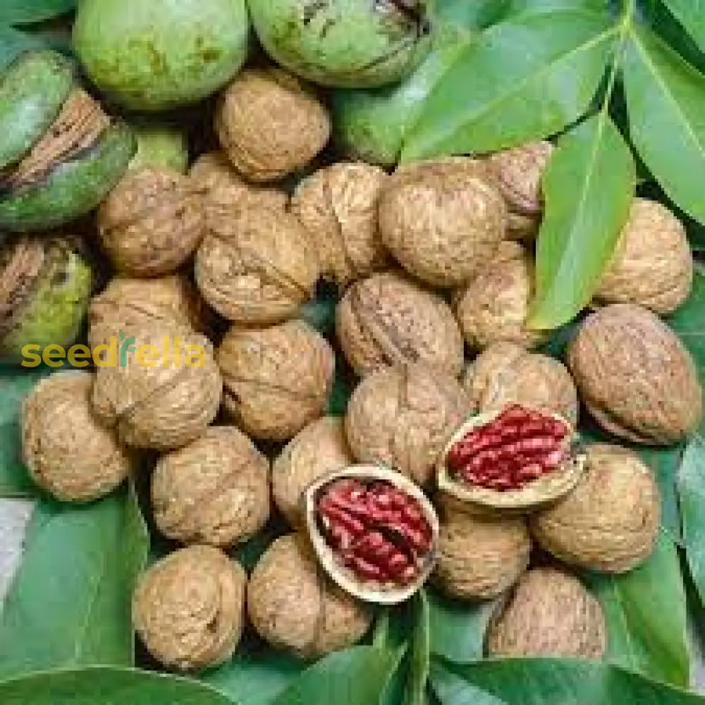 Paradox Walnut Tree Seeds For Planting | Nut & Timber Hybrid heirloom non-gmo organic garden seeds