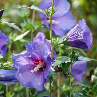 Purple Rose of Sharon Flower Seeds