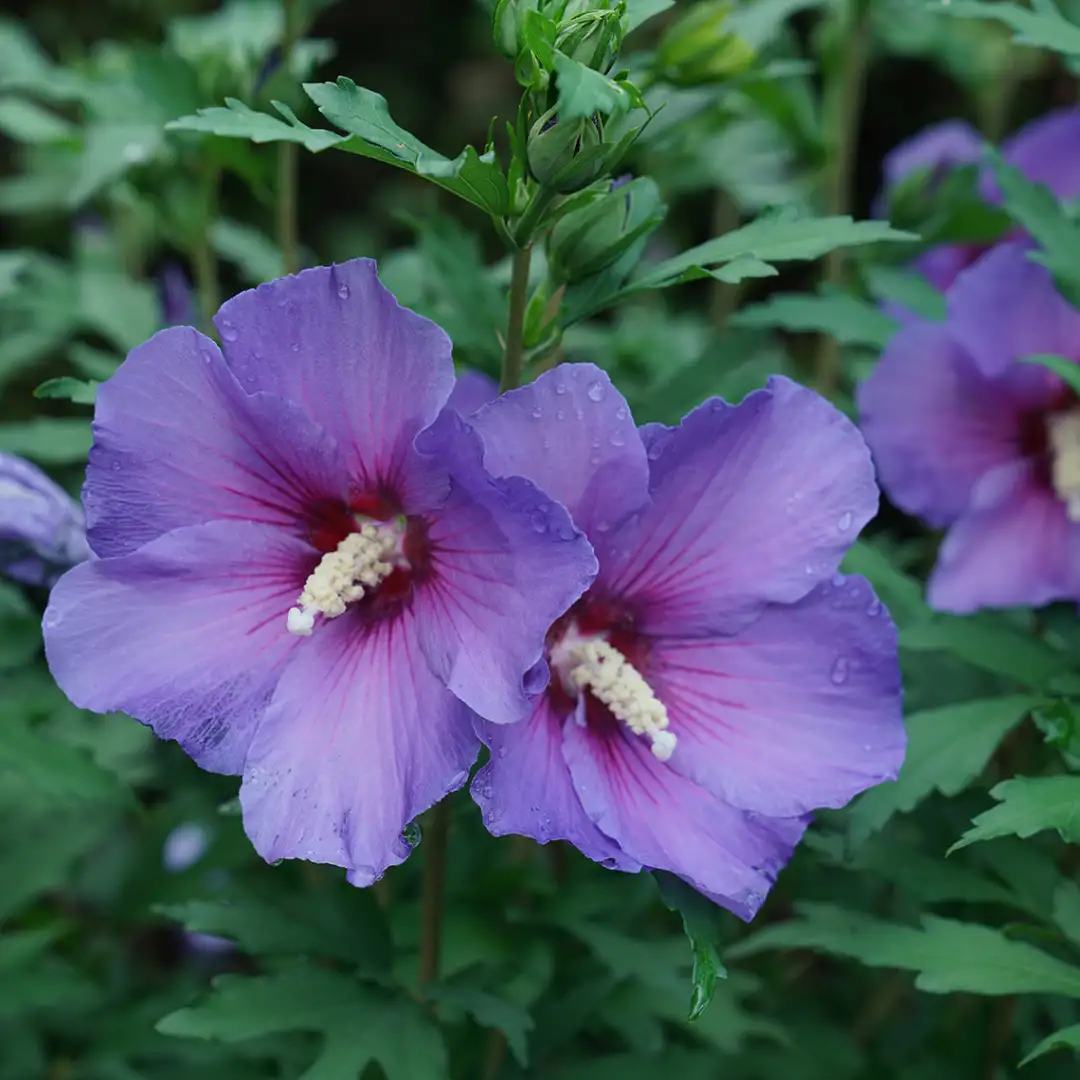 Purple Rose of Sharon Flower Seeds