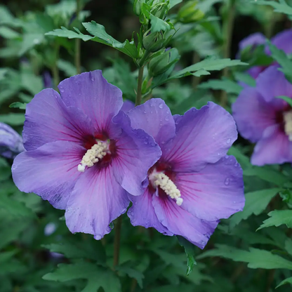 Purple Rose of Sharon Flower Seeds