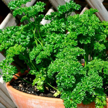Forest Green Parsley (Petroselinum crispum Double Triple Curl) Vegetable Seeds