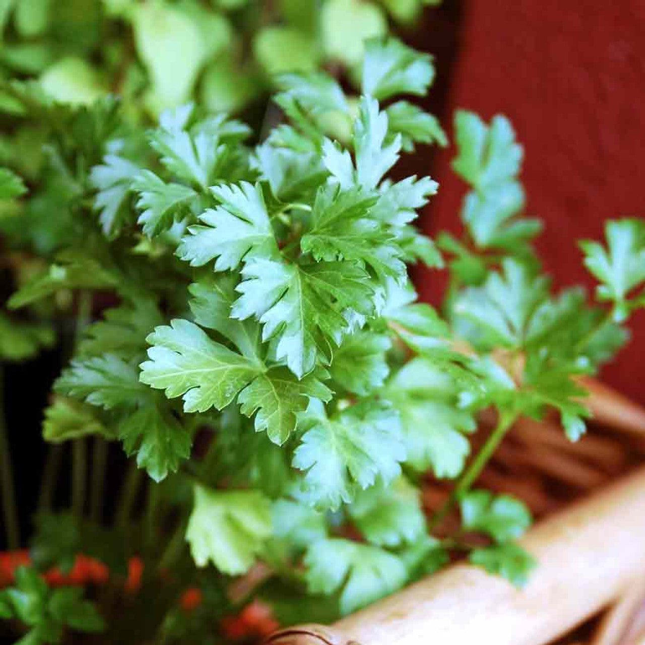 Flat Leaf Parsley (Petroselinum crispum) Seeds