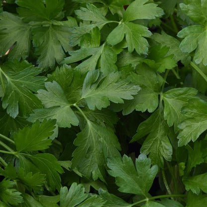 Giant of Italy Parsley Seeds (Petroselinum crispum)