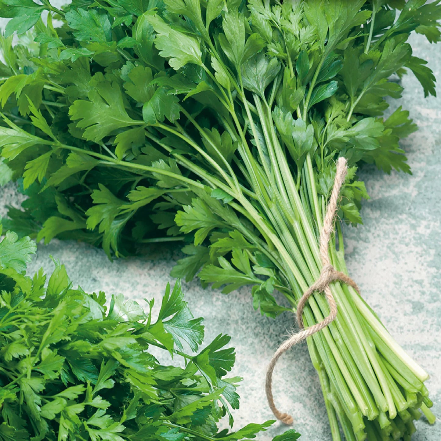 Parsley Herb Seeds