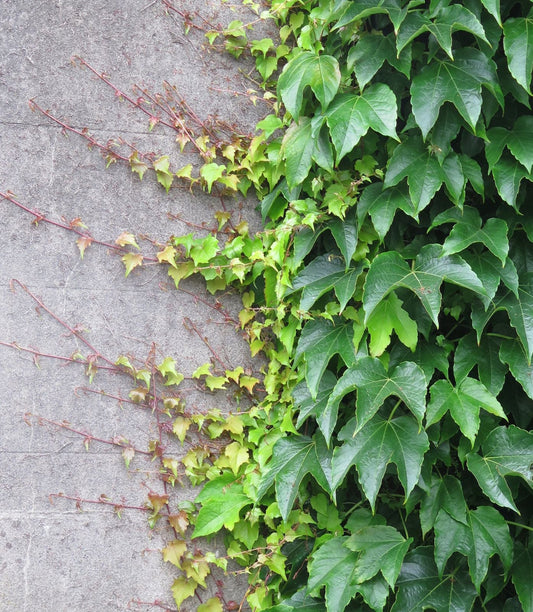 Parthenocissus Tricuspidata Flower seeds for Planting Cottage Garden Essential Heirloom & GMO Free Seeds for Home Garden 
 
 Sale for planting in home garden