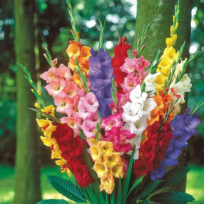 Gladiolus Flower Seeds