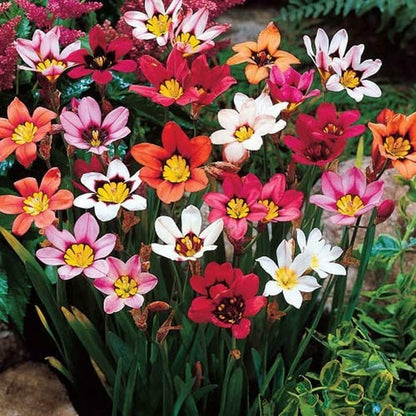 Red Harlequin Flower Seeds