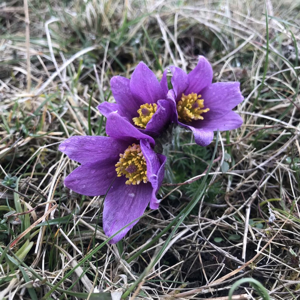 Pulsatilla Chinensis (Chinese Purple Pasque Flower) - Anemone Herb Seeds (50 Seeds)