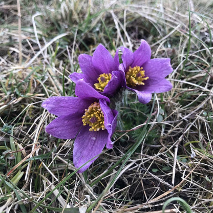 Pulsatilla Chinensis (Chinese Purple Pasque Flower) - Anemone Herb Seeds (50 Seeds)