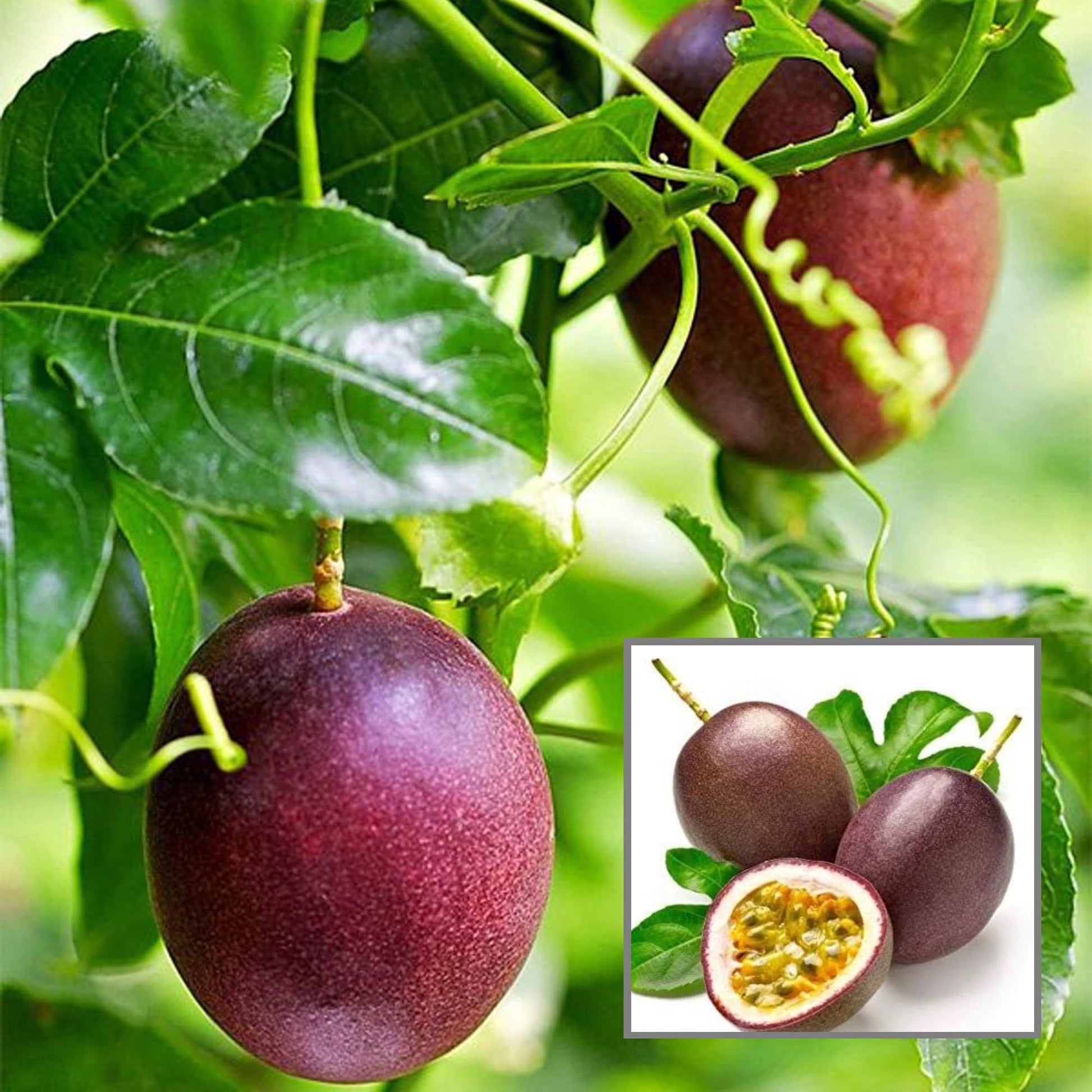 passion fruit seeds for planting Passion Fruit Passiflora Edulis Seeds For Planting Organic Garden Seeds – Pure Asia Seeds
