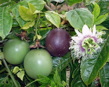 Passion Fruit Seeds – Sweet and Exotic, Ideal for Combo Shipping