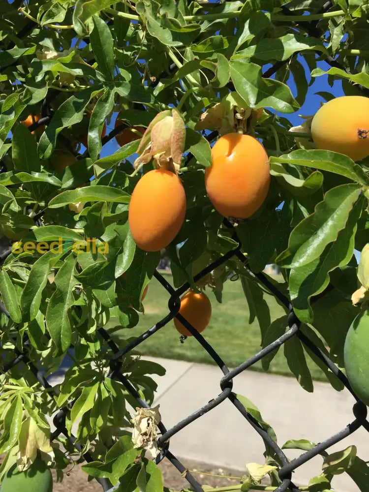 Orange Passion Fruit Seeds for Planting Grow Tropical Fruits at Home