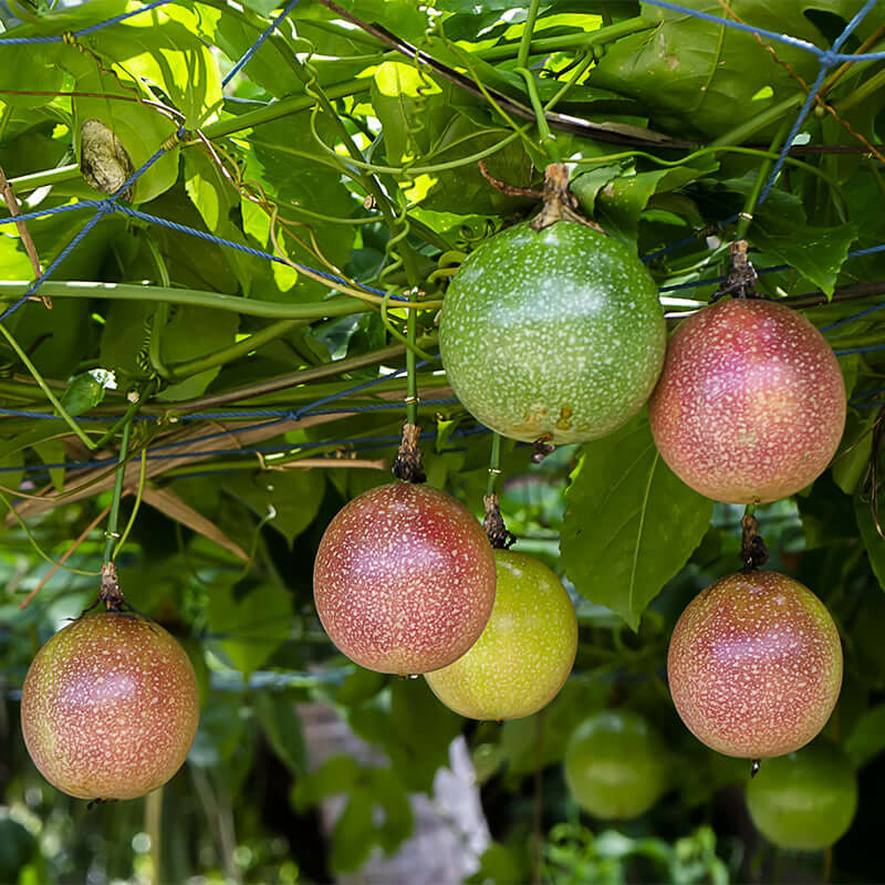 Passiflora Incarnata Seeds For Planting: Grow Lush Dark Red Exotic Fruits! heirloom non-gmo organic garden seeds