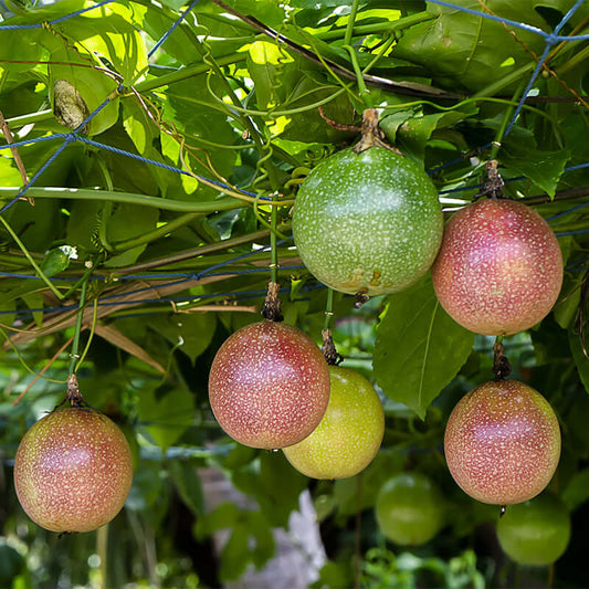 Passiflora Incarnata Seeds For Planting: Grow Lush Dark Red Exotic Fruits! heirloom non-gmo organic garden seeds