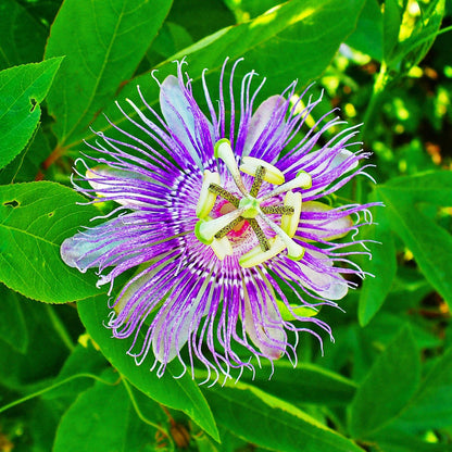 Passiflora Incarnata Flower Seeds