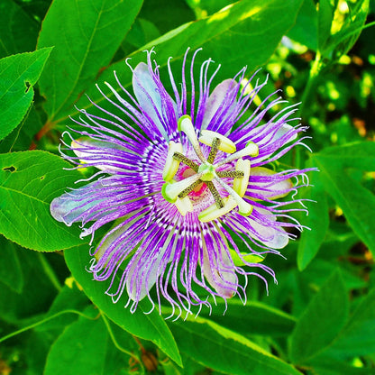 Passion Flower seeds for Planting - Pollinator Friendly, Heirloom & GMO Free Seeds for Home Garden