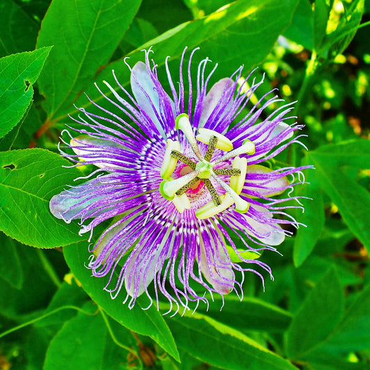 Passion Flower seeds for Planting - Pollinator Friendly, Heirloom & GMO Free Seeds for Home Garden