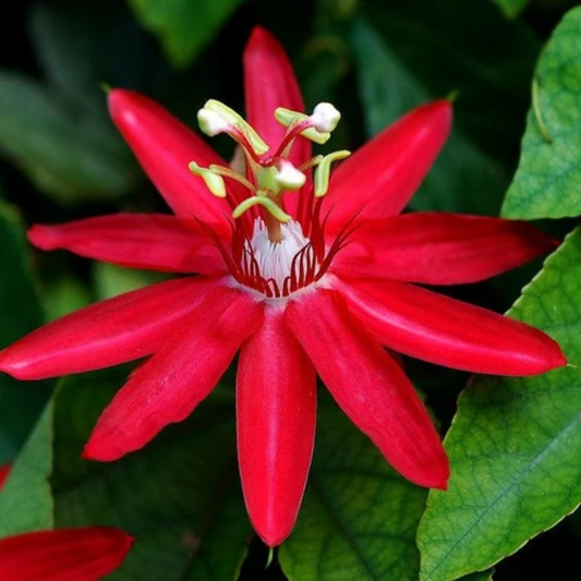 Red Passion Flower Seeds