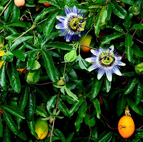 passion flower seeds harvest Blue Crown Passion Flower Passion Fruit Passiflora Caerulea Orange Fruit Vine Seeds Organic Garden Seeds – Pure Asia Seeds