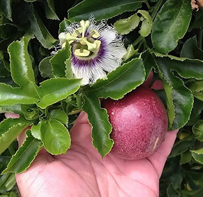 Passion Fruit Seeds – Sweet and Exotic, Ideal for Combo Shipping