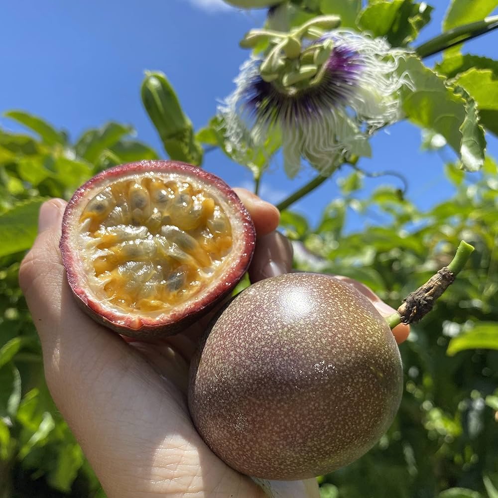 Passion Fruit Seeds – Sweet And Exotic, Ideal For Combo Shipping heirloom non-gmo organic garden seeds