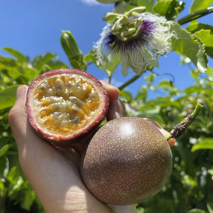 Passion Fruit Seeds – Sweet And Exotic, Ideal For Combo Shipping heirloom non-gmo organic garden seeds