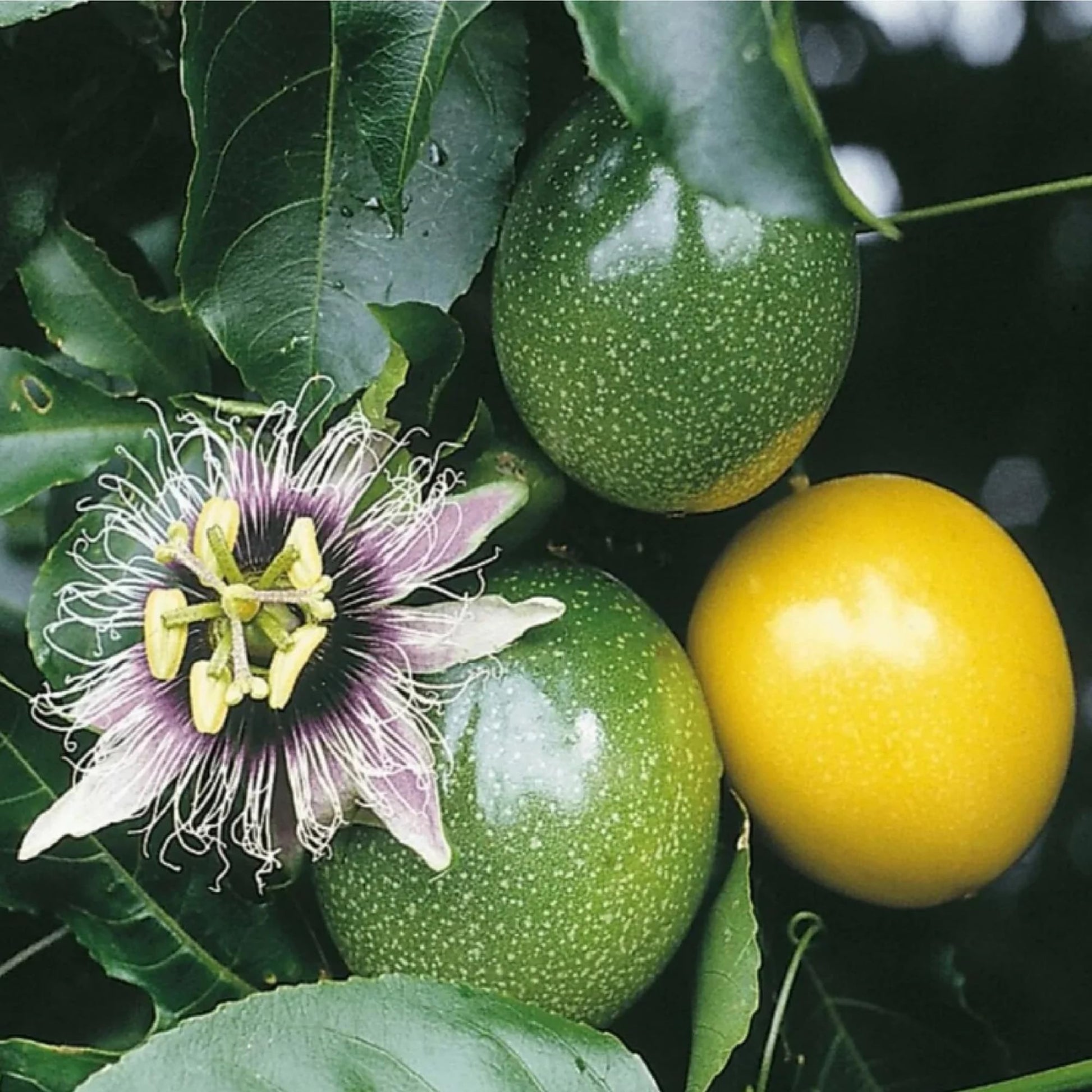 Passion Fruit Passiflora Edulis Seeds For Planting heirloom non-gmo organic garden seeds
