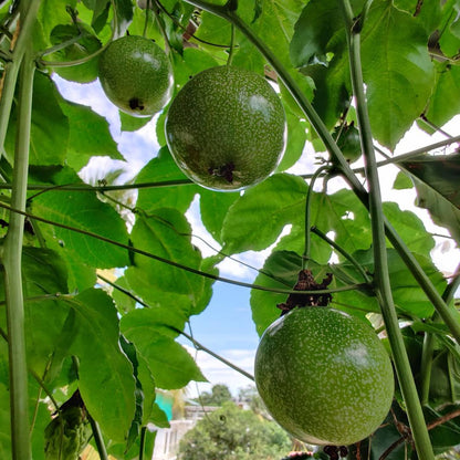 passionfruit seeds planting Yellow Passion Fruit (Passiflora edulis flavicarpa) Seeds for Planting – Pure Asia Seeds