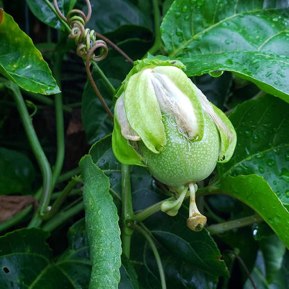 Gelbe Passionsfruchtsamen
