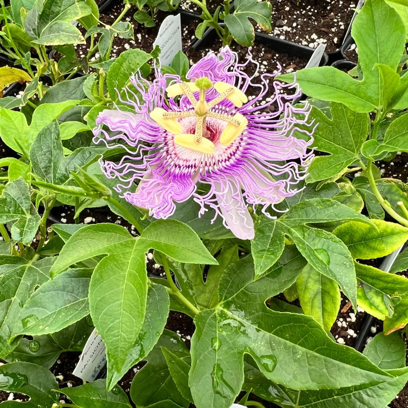 Passion Flower seeds for Planting - Pollinator Friendly, Heirloom & GMO Free Seeds for Home Garden