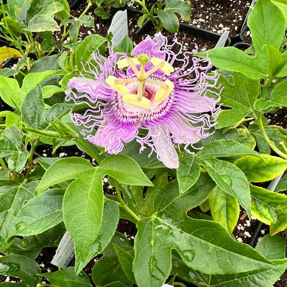 Passion Flower seeds for Planting - Pollinator Friendly, Heirloom & GMO Free Seeds for Home Garden