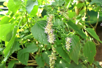 Java Indian Patchouli Pogostemon Heyneanus Herb Shrub Flower Fragrant Patchouli Seeds heirloom non-gmo organic garden seeds
