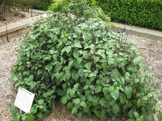 True Patchouli Shrub Pogostemon Cablin Fragrant Herb Seeds heirloom non-gmo organic garden seeds