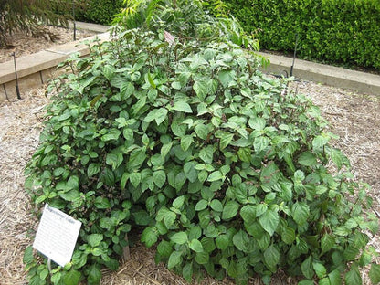 True Patchouli Shrub Pogostemon Cablin Fragrant Herb Seeds heirloom non-gmo organic garden seeds