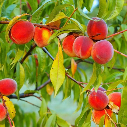 Dwarf Peach Fruit Seeds
