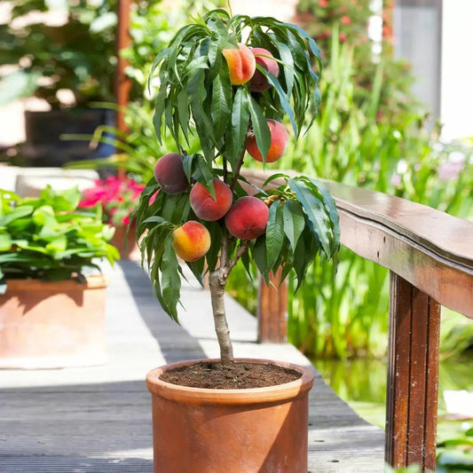 Dwarf Peach Fruit Seeds