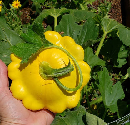 Jakobsmuschelkürbis Patty Pan Sunburst Fruchtsamen