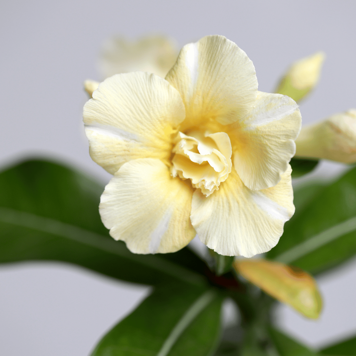 Yellow-White Desert Rose Flower Seeds