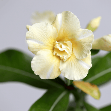 Yellow-White Desert Rose Flower Seeds