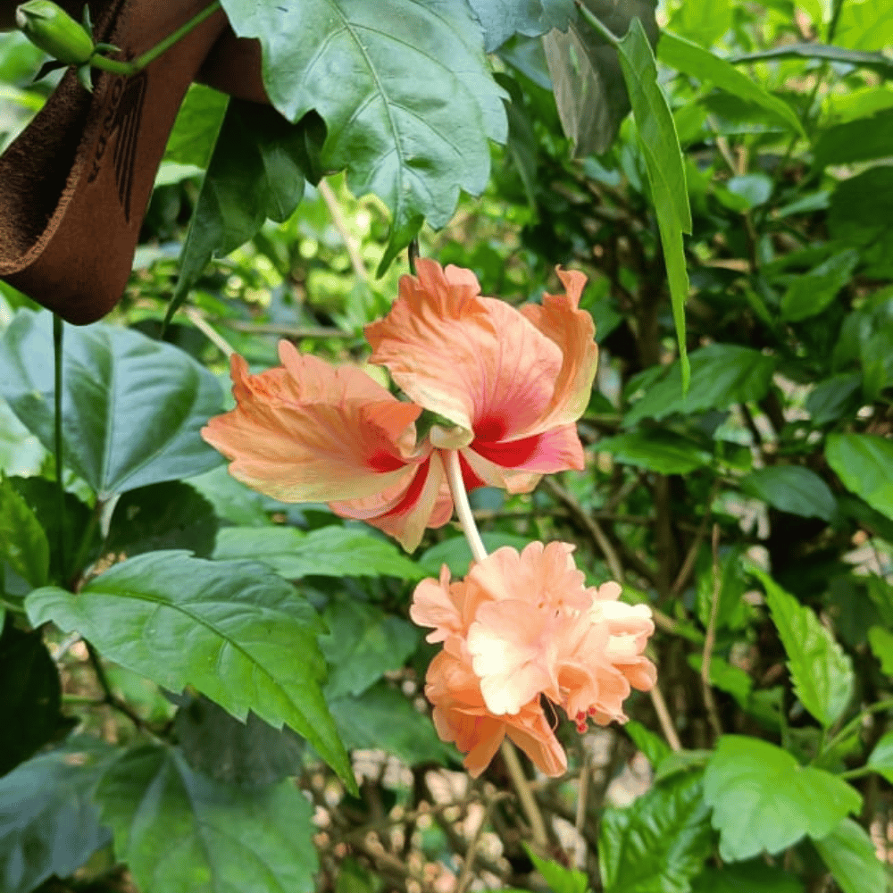Yellow Orange Hibiscus Flower Seeds